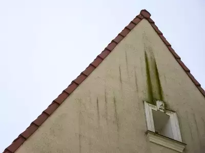 alge na fasadi